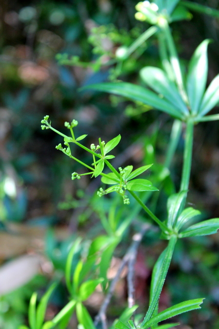 Campi Flegrei, Galium o Rubia?